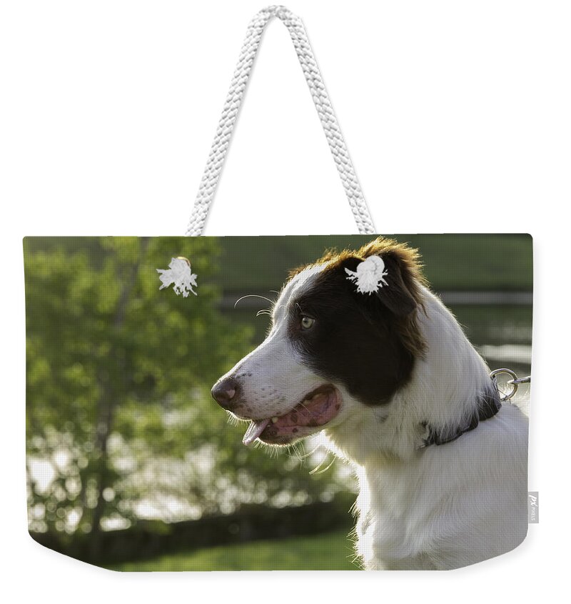 Dog Weekender Tote Bag featuring the photograph Rocky the Border Collie by Tim Stanley