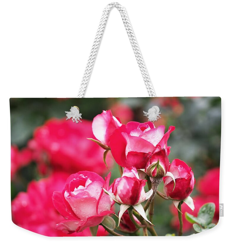 Rosa Molly Mcgredy Weekender Tote Bag featuring the photograph Rosa Molly McGredy by Rona Black