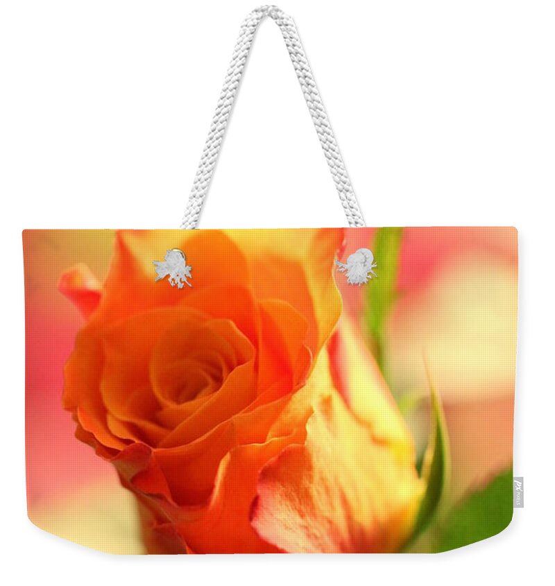 Background Weekender Tote Bag featuring the photograph Rose on pink background II by Amanda Mohler