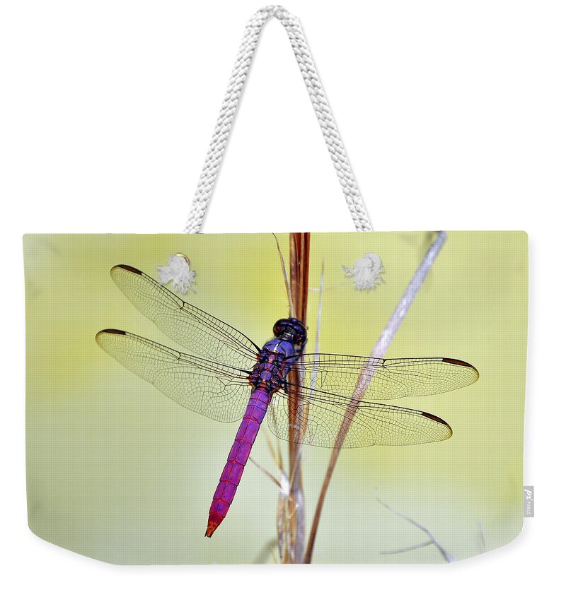 Dragonfly Weekender Tote Bag featuring the photograph Roseate Skimmer Dragonfly by Al Powell Photography USA