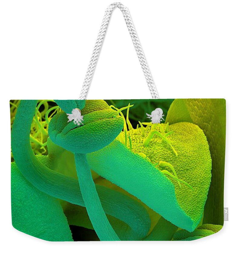 Rosemary Weekender Tote Bag featuring the photograph Rosemary SEM by Spl
