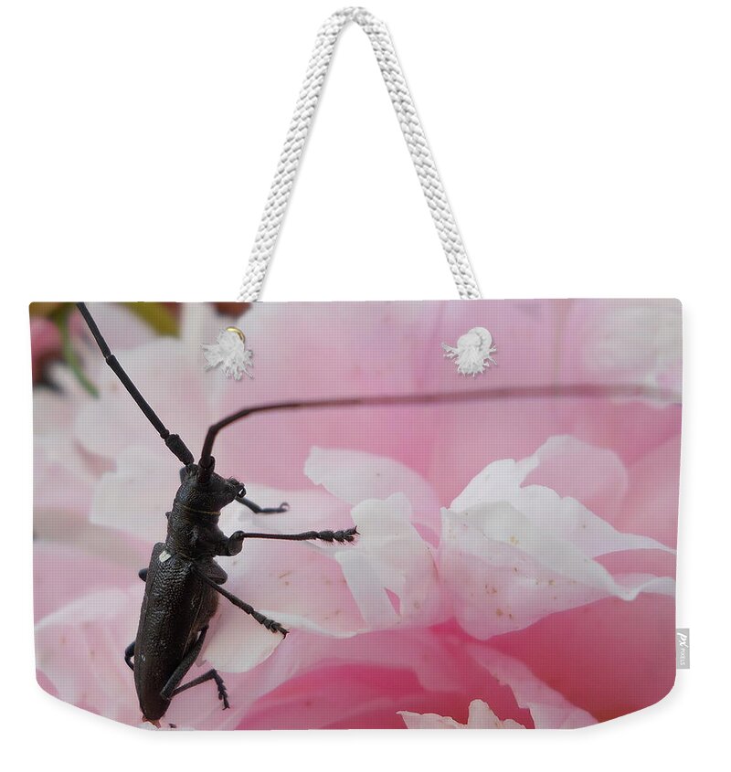 Bug Weekender Tote Bag featuring the photograph Rosey Antenna Reception by Kent Lorentzen