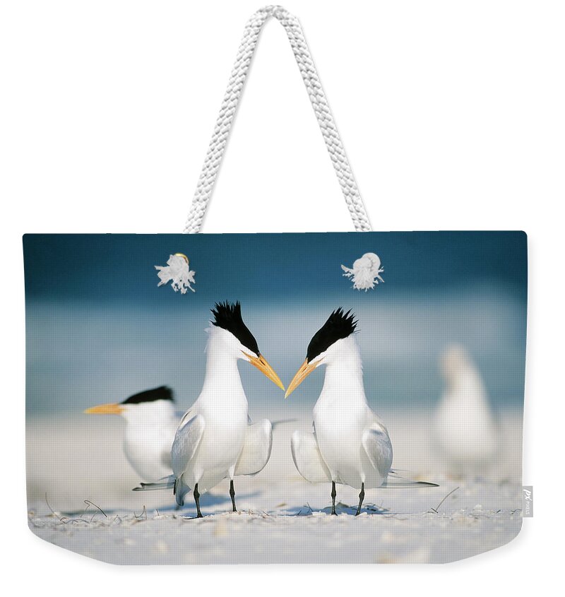 Royal Tern Weekender Tote Bag featuring the photograph Royal Terns by Paul J. Fusco
