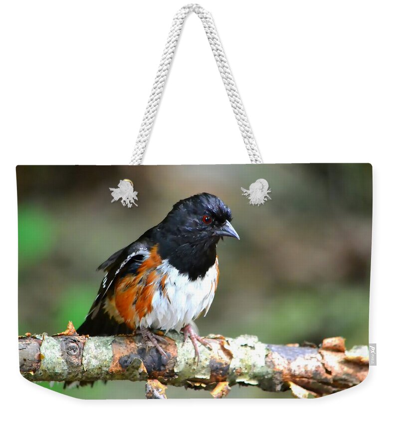 Bird Weekender Tote Bag featuring the photograph Rufous Sided Towhee by Deena Stoddard