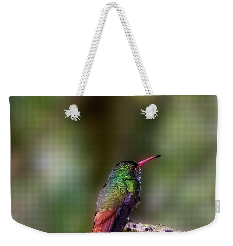 Rufous Hummingbird Weekender Tote Bag featuring the photograph Rufous-tailed Hummingbird by Heiko Koehrer-Wagner