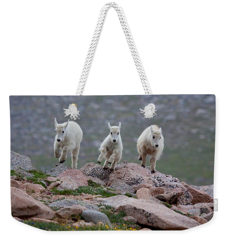 Mountain Goats; Posing; Group Photo; Baby Goat; Nature; Colorado; Crowd; Baby Goat; Mountain Goat Baby; Happy; Joy; Nature; Brothers Weekender Tote Bag featuring the photograph Running Scared by Jim Garrison