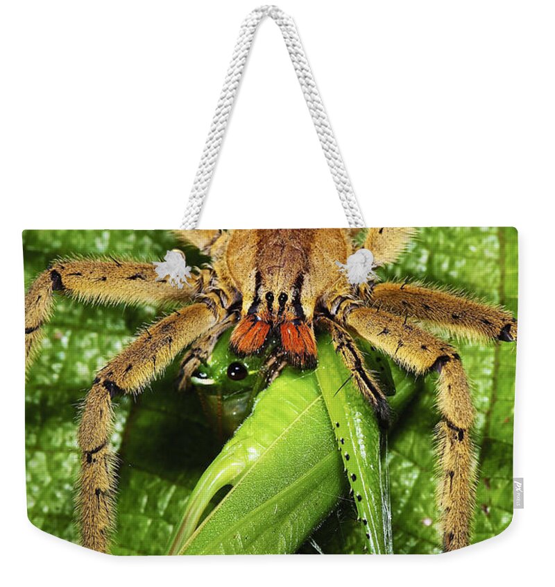 537036 Weekender Tote Bag featuring the photograph Rusty Wandering Spider Eating A Katydid by James Christensen