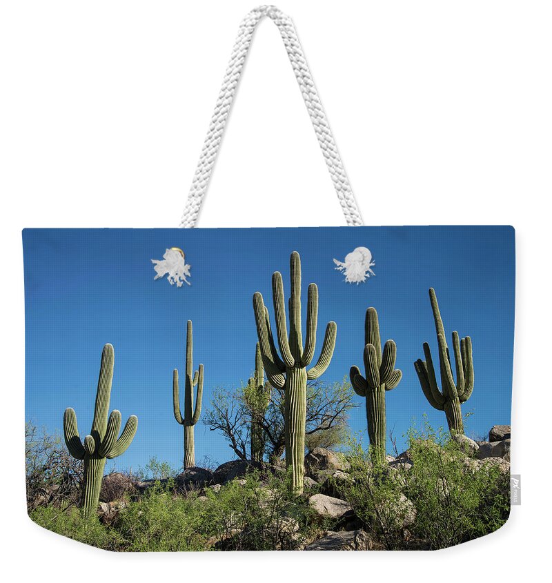 Tranquility Weekender Tote Bag featuring the photograph Saguaro Cactus, Catalina State Park by Mark Newman