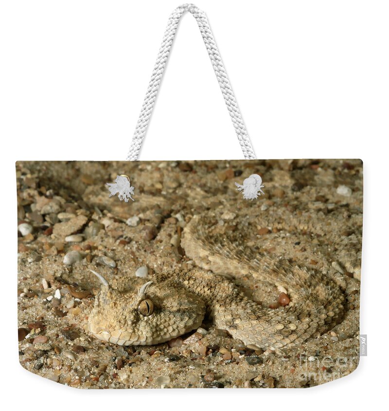 Animal Weekender Tote Bag featuring the photograph Sahara Horned Viper by Gregory G. Dimijian