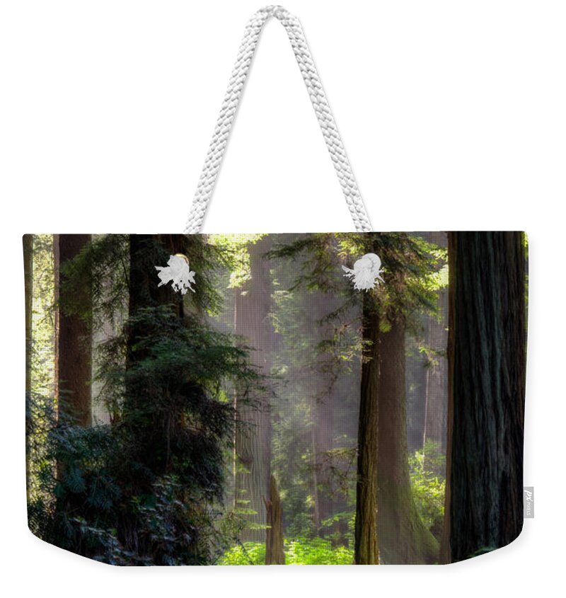 Tree Weekender Tote Bag featuring the photograph Sanctuary 2 by Mark Alder