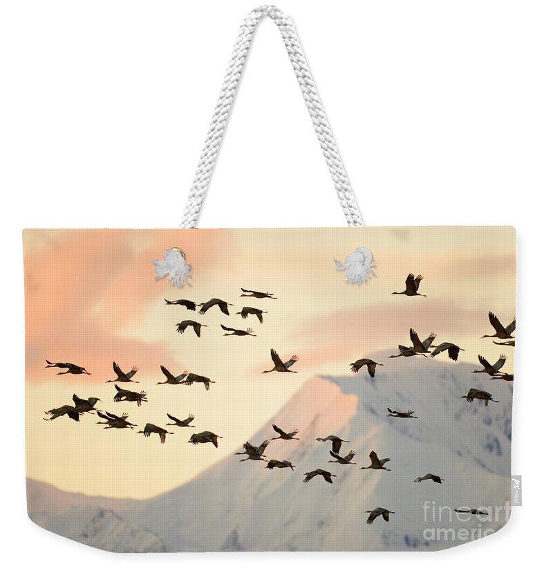00345404 Weekender Tote Bag featuring the photograph Sandhill Cranes And Mt Denali At Sunrise by Yva Momatiuk John Eastcott