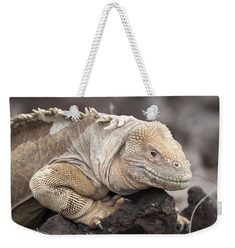 534161 Weekender Tote Bag featuring the photograph Santa Fe Land Iguana Galapagos by Tui De Roy