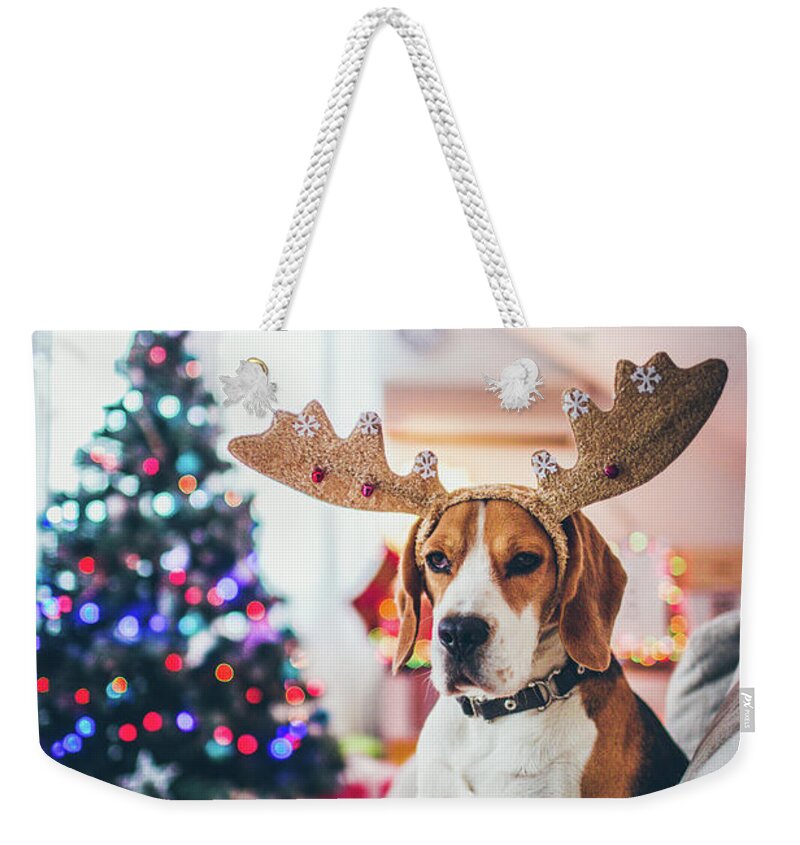 Pets Weekender Tote Bag featuring the photograph Santas Little Reindeer by Aleksandarnakic