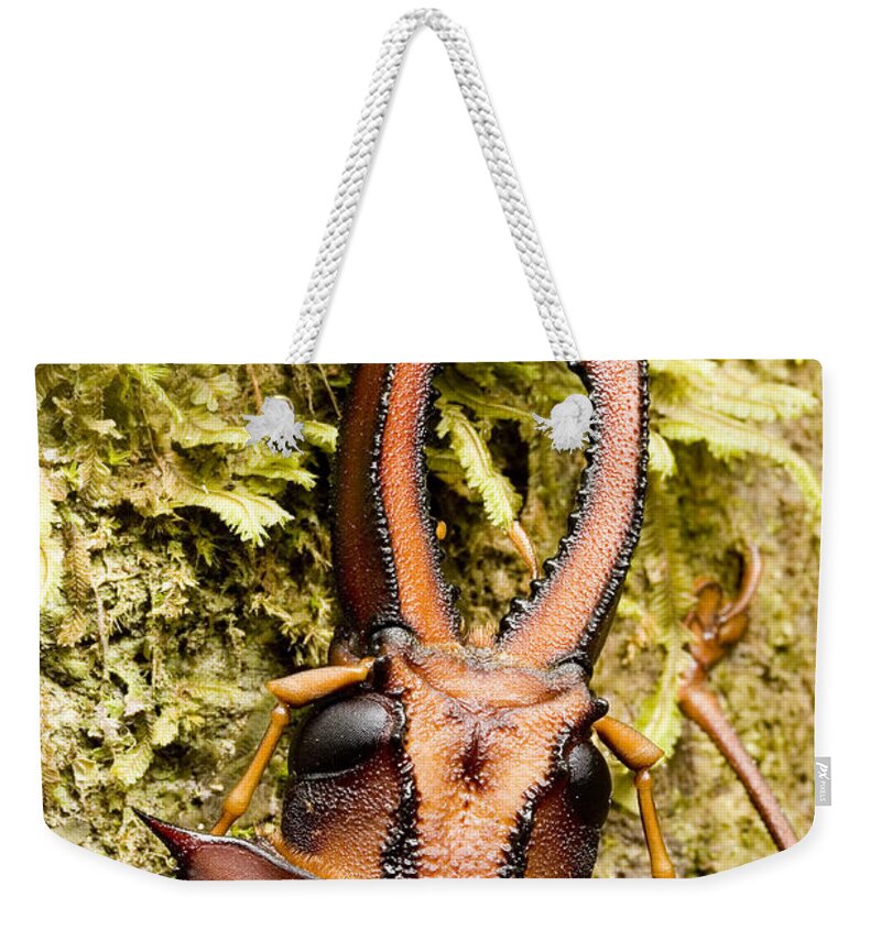 Peru Weekender Tote Bag featuring the photograph Sawyer Beetle by Gregory G. Dimijian, M.D.