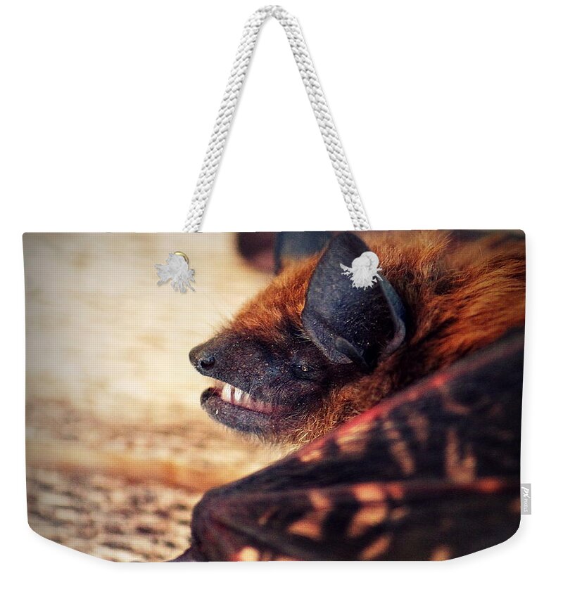 Bat Weekender Tote Bag featuring the photograph Say Cheese by Melanie Lankford Photography