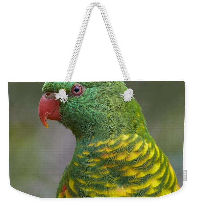 Martin Willis Weekender Tote Bag featuring the photograph Scaly-breasted Lorikeet Australia by Martin Willis