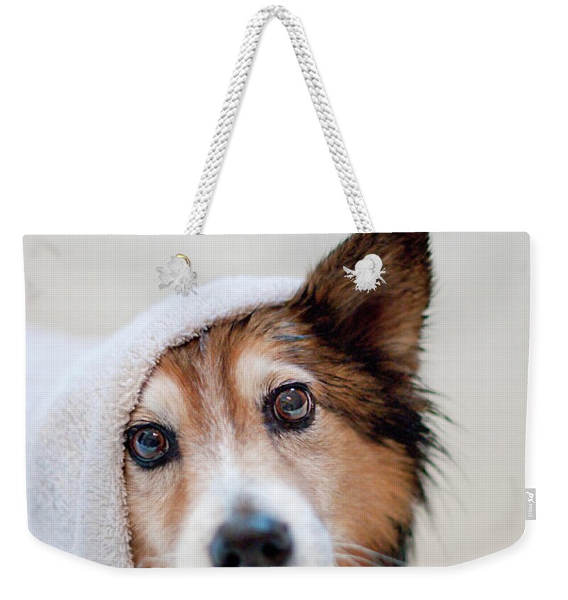 Pets Weekender Tote Bag featuring the photograph Scared Dog Getting Bath by Hillary Kladke