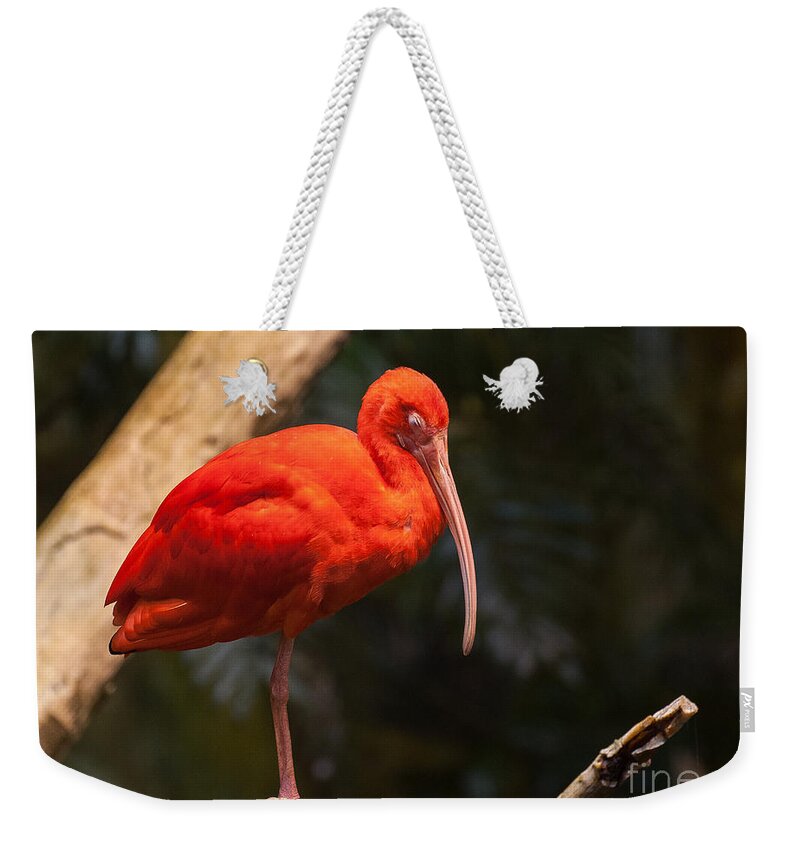 Scarlet Weekender Tote Bag featuring the photograph Scarlet Ibis by Bianca Nadeau