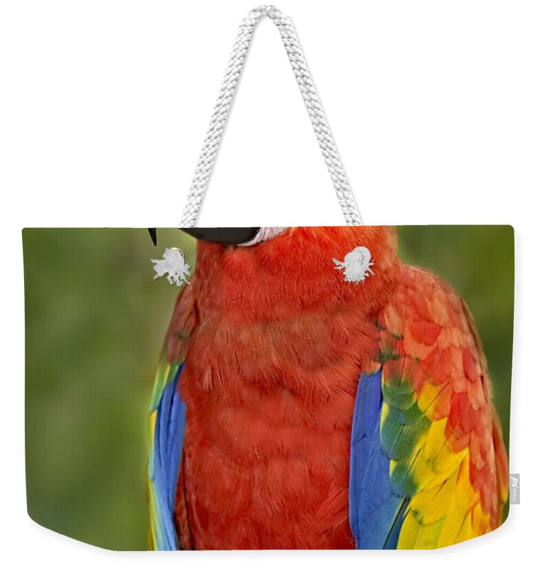 Amazon Weekender Tote Bag featuring the photograph Scarlet Macaw Parrot by Susan Candelario