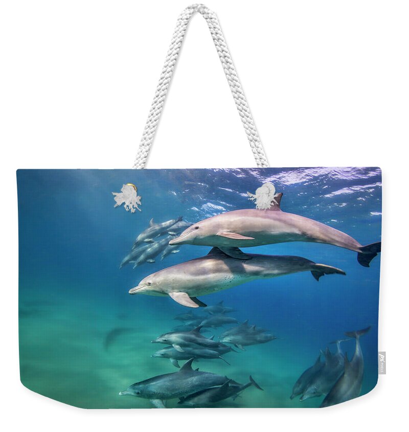 Tranquility Weekender Tote Bag featuring the photograph School Of Bottlenose Dolphins Tursiops by Peter Pinnock