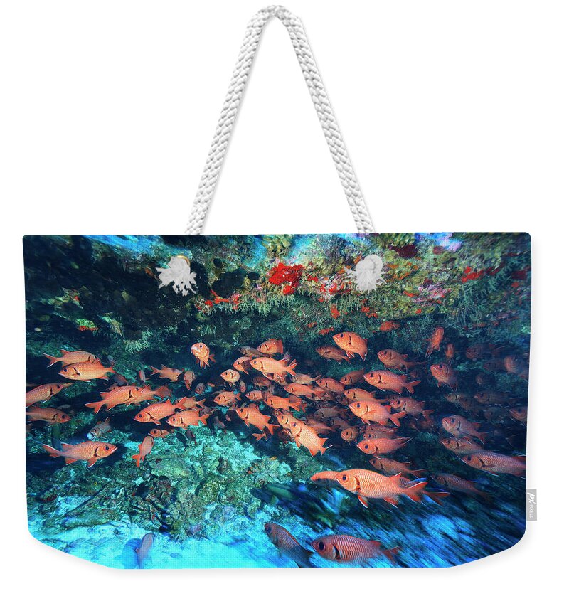 Underwater Weekender Tote Bag featuring the photograph Schooling Soldierfish Myriprisis Sp by Stuart Westmorland / Design Pics