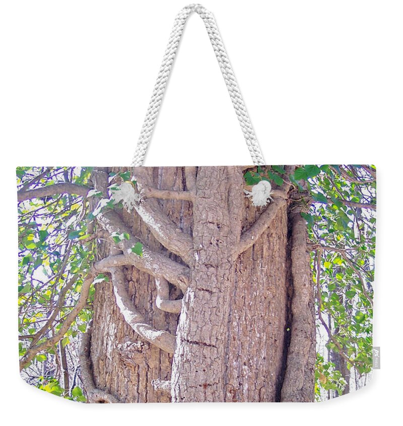 Tree Weekender Tote Bag featuring the photograph Scorpion Tree by Richard Bryce and Family