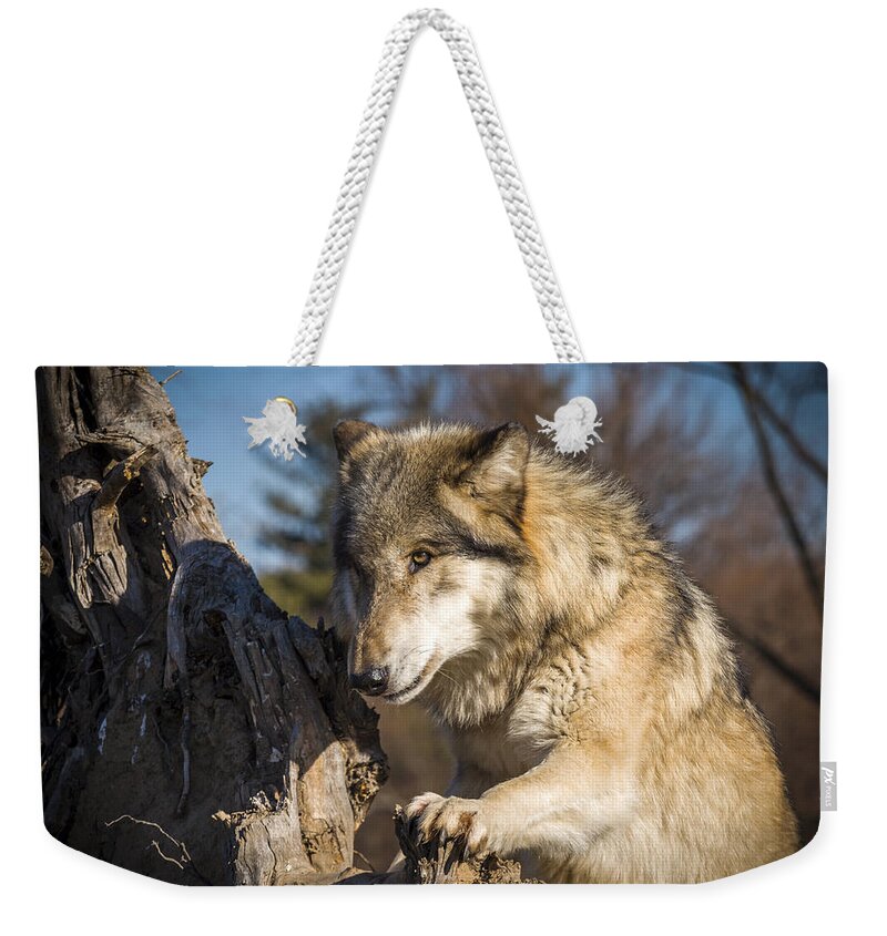 Animal Weekender Tote Bag featuring the photograph Scout by Jack R Perry
