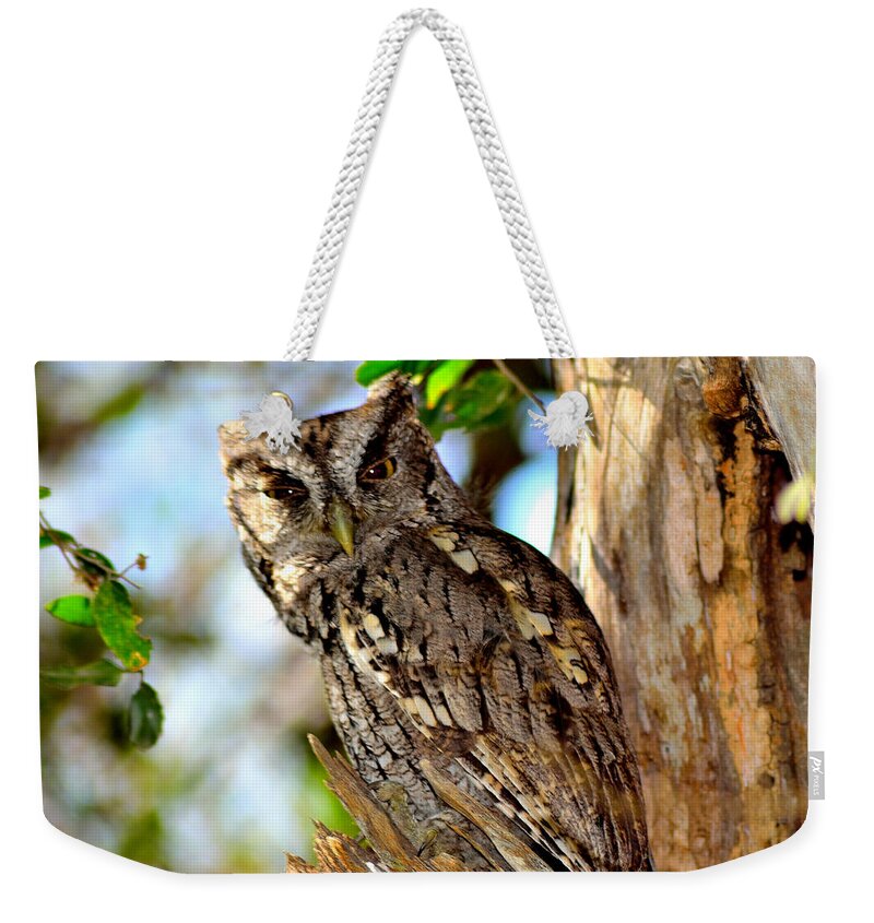 Owl Weekender Tote Bag featuring the photograph Screech Owl by Shannon Harrington