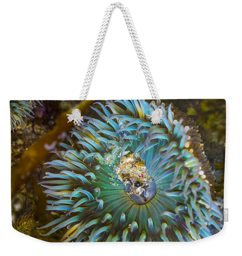 1000 Steps Beach Weekender Tote Bag featuring the photograph Sea Anemone in Laguna Beach by Angela Stanton