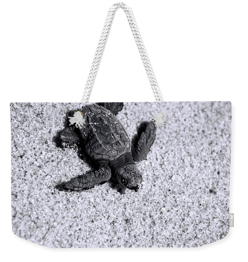 Los Cabos Weekender Tote Bag featuring the photograph Sea Turtle in Black and White by Sebastian Musial