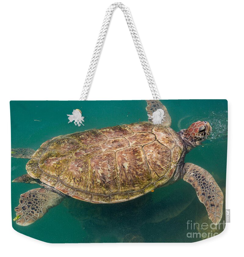 Sea Turtle Weekender Tote Bag featuring the photograph Sea Turtle by Suzanne Luft