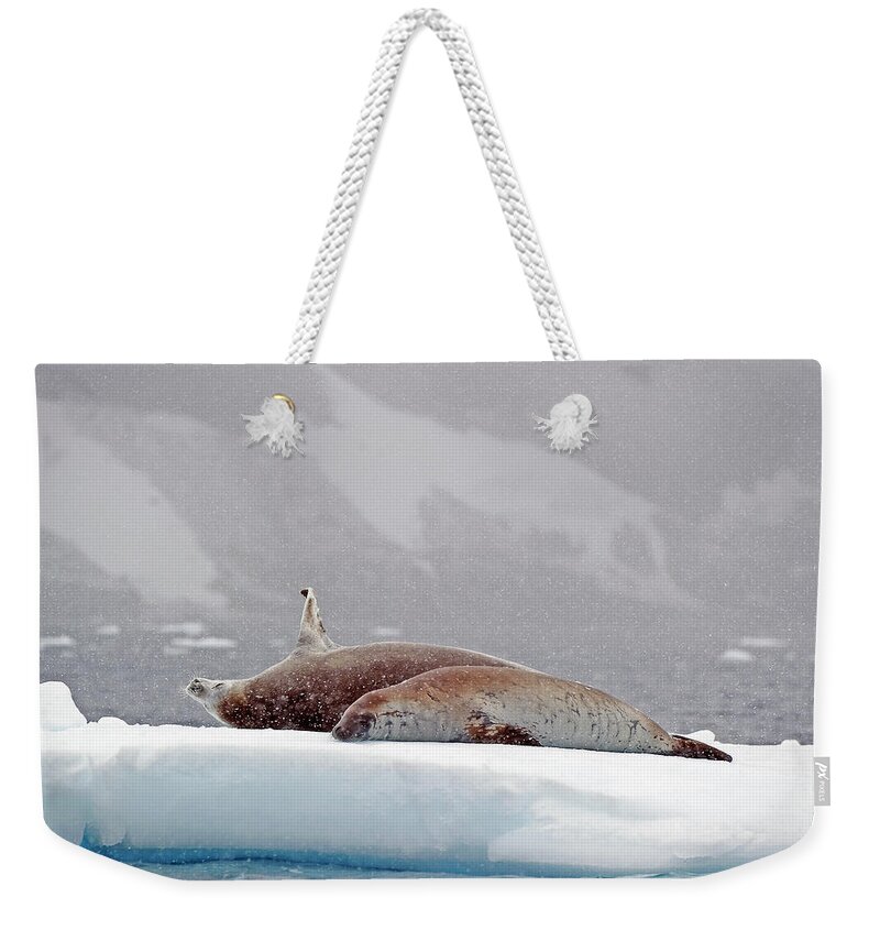 Animals In The Wild Weekender Tote Bag featuring the photograph Seals Laying On A Piece Of Ice by Jim Julien / Design Pics