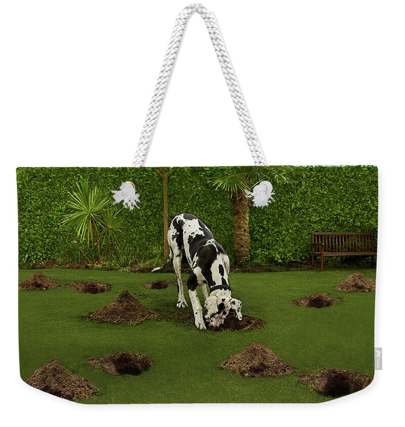 Pets Weekender Tote Bag featuring the photograph Search by Gandee Vasan