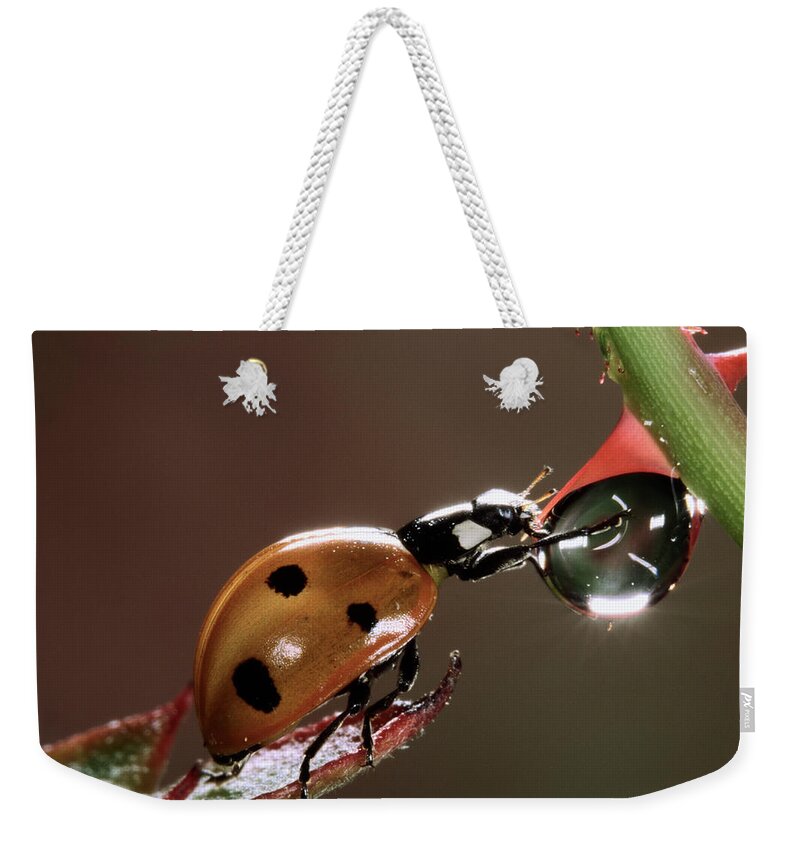 Nis Weekender Tote Bag featuring the photograph Seven-spotted Ladybird Drinking by Jef Meul