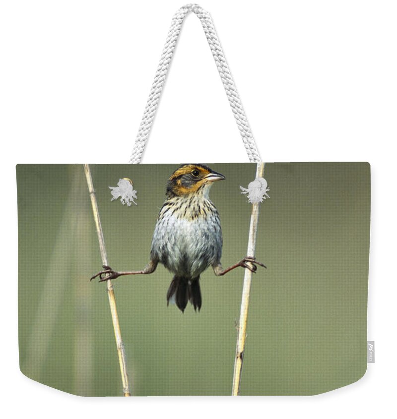 Feb0514 Weekender Tote Bag featuring the photograph Sharp-tailed Sparrow On Reeds Long by Tom Vezo