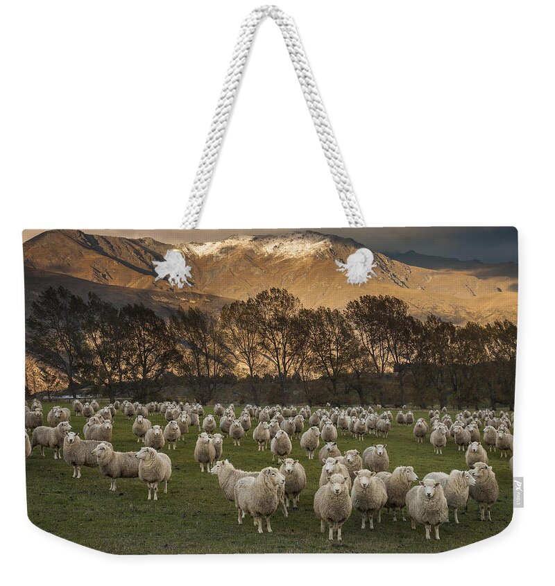 colin Monteath Hedgehog House Weekender Tote Bag featuring the photograph Sheep Flock At Dawn Arrowtown Otago New by Colin Monteath, Hedgehog House