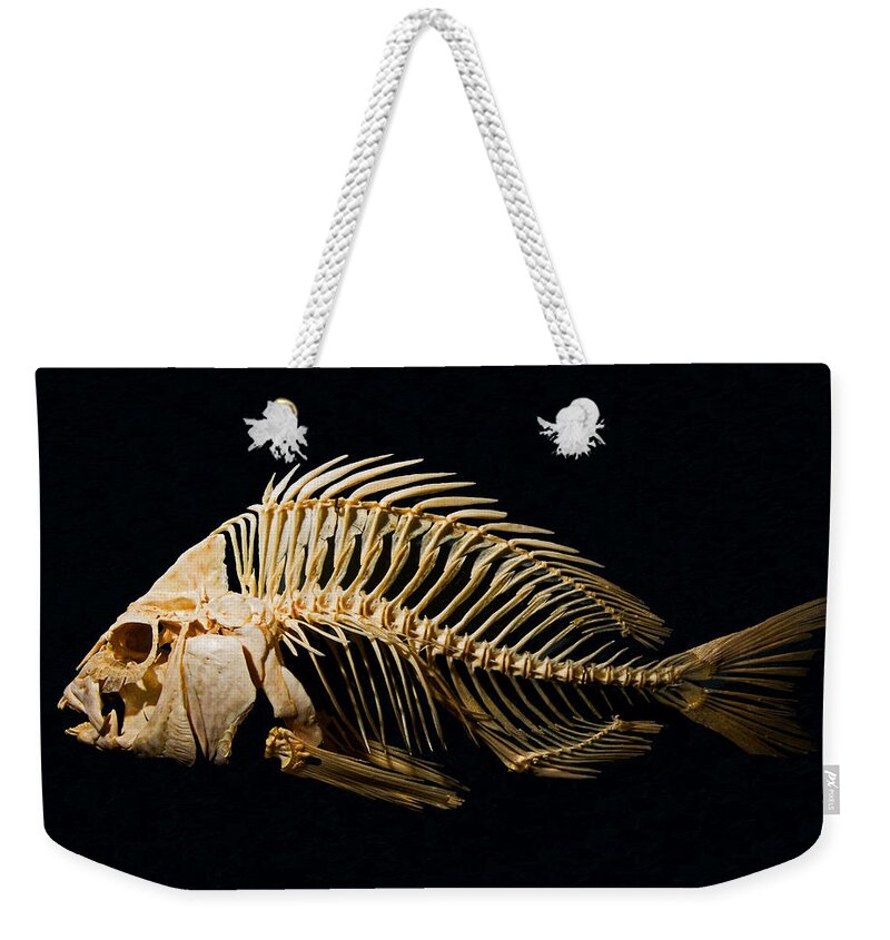 Animal Weekender Tote Bag featuring the photograph Sheepshead Fish Skeleton by Millard H. Sharp