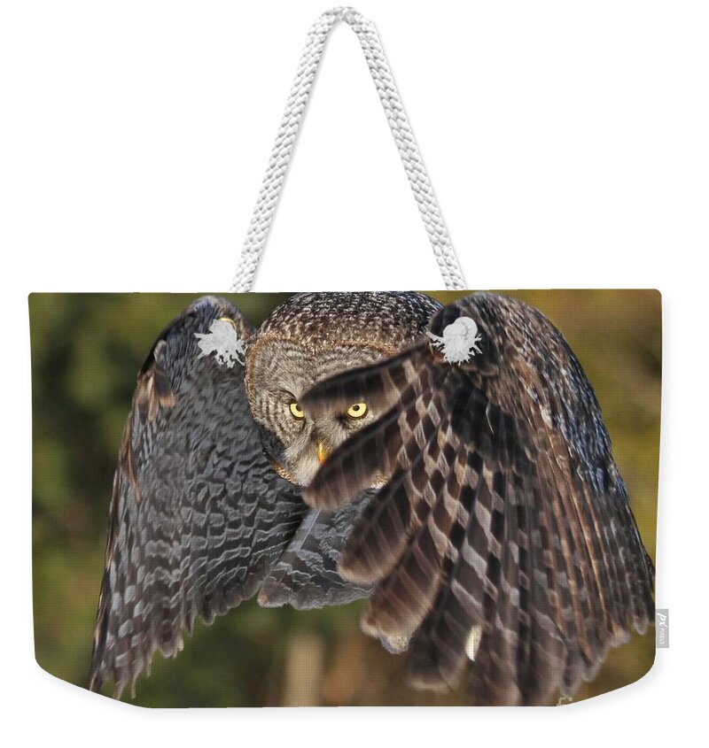 Great Gray Owl Weekender Tote Bag featuring the photograph Shields up by Heather King