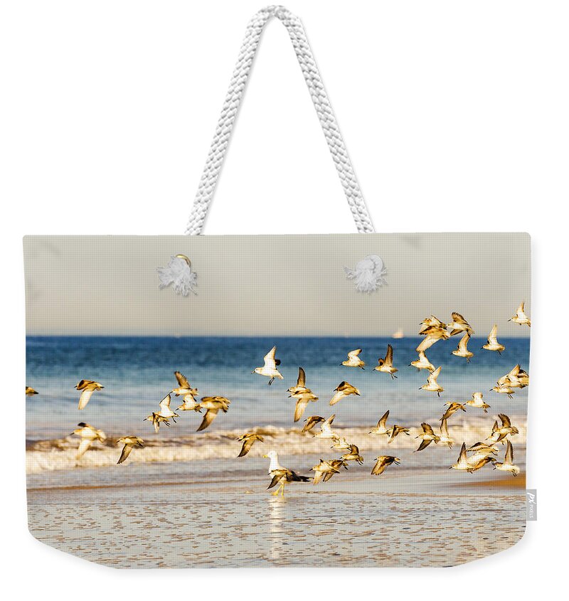 Plovers Weekender Tote Bag featuring the photograph Shorebirds Take to the Air by Maureen E Ritter