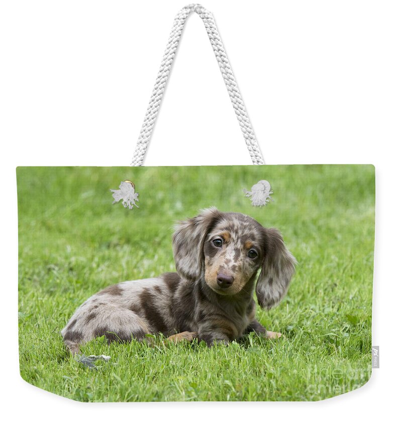 Dachshund Weekender Tote Bag featuring the photograph Short-haired Dachshund Puppy by John Daniels