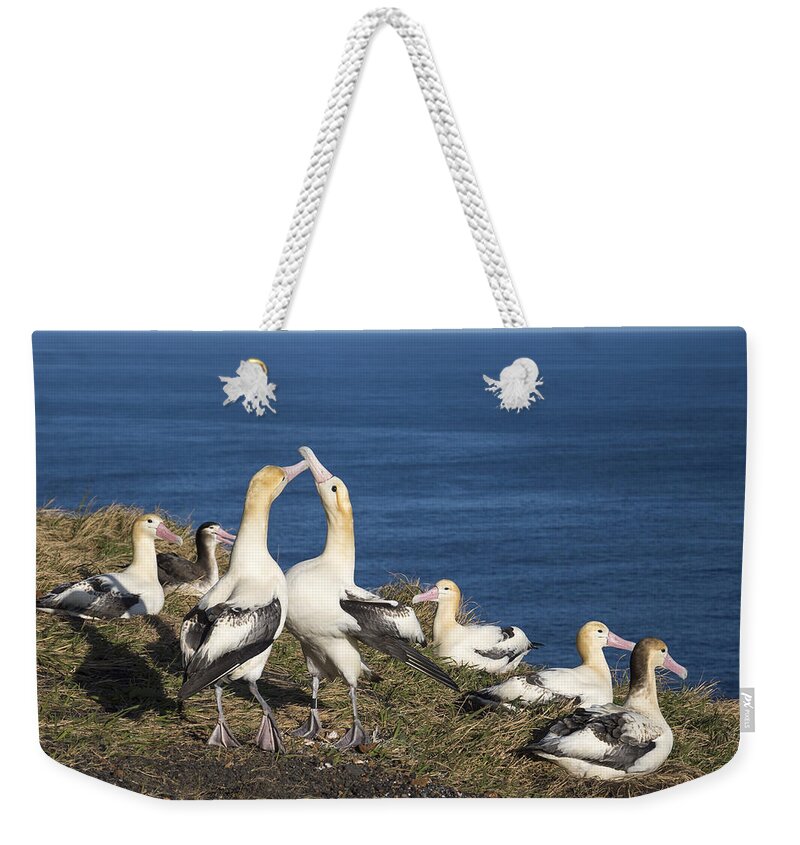 536911 Weekender Tote Bag featuring the photograph Short-tailed Albatrosses Courting by Tui De Roy