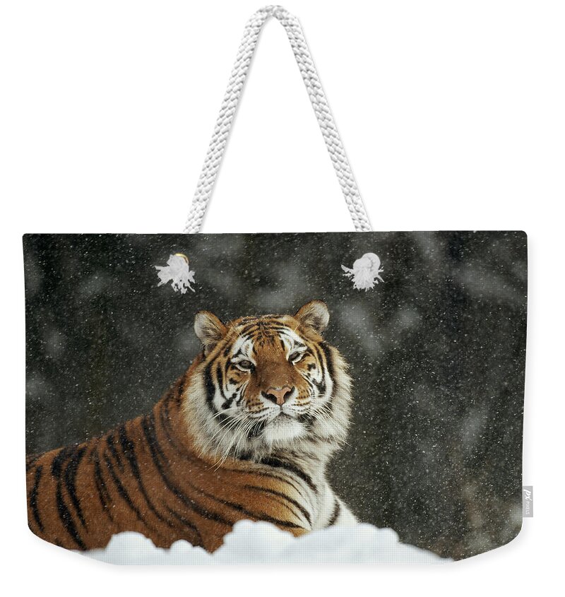 Feb0514 Weekender Tote Bag featuring the photograph Siberian Tiger Portrait In Snow Storm by Konrad Wothe