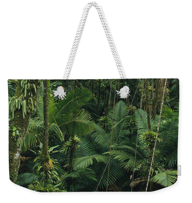 Feb0514 Weekender Tote Bag featuring the photograph Sierra Palm Trees El Yunque Puerto Rico by Gerry Ellis