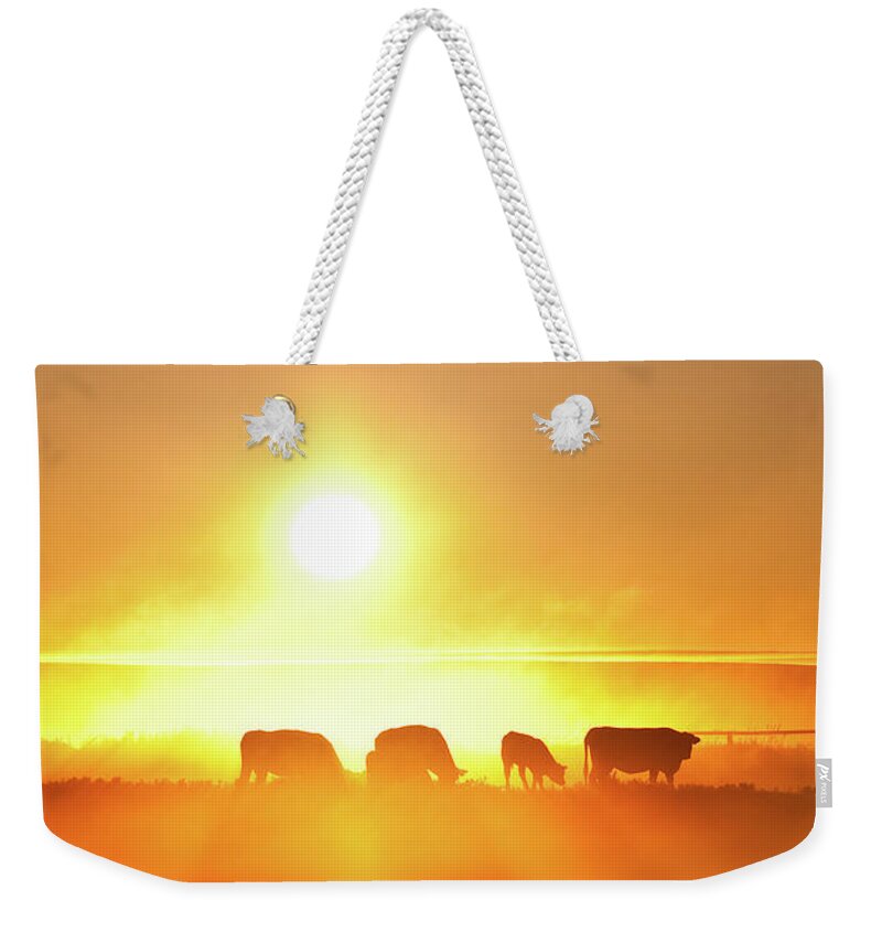 Scenics Weekender Tote Bag featuring the photograph Silhouette Of Cattle Walking Across The by Imaginegolf