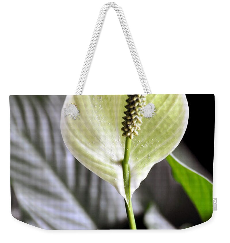 Vertical Weekender Tote Bag featuring the photograph Single Peace Lily Flower with Pollen by Sally Rockefeller