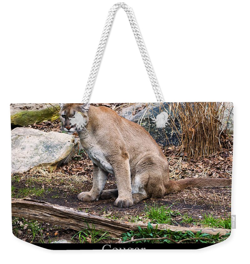 Class Room Posters Weekender Tote Bag featuring the digital art sitting Cougar by Flees Photos