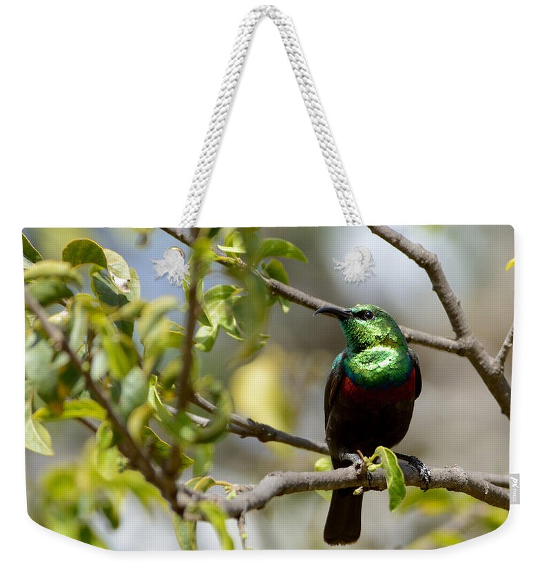 Serengeti Weekender Tote Bag featuring the photograph Sitting Proud by Ian Ashbaugh
