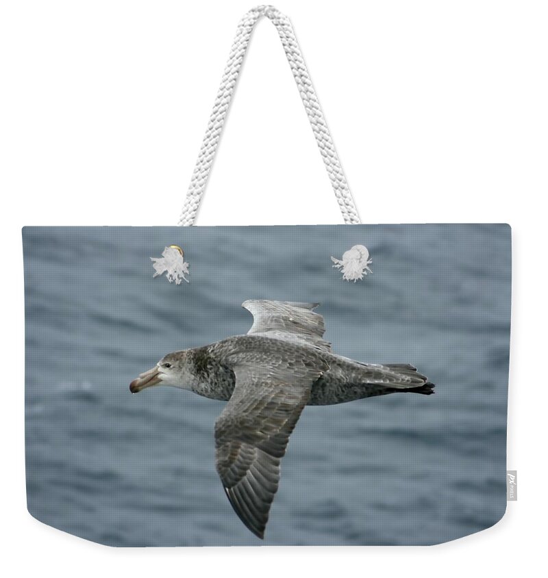 Skua Weekender Tote Bag featuring the photograph Skua in Flight by Amanda Stadther