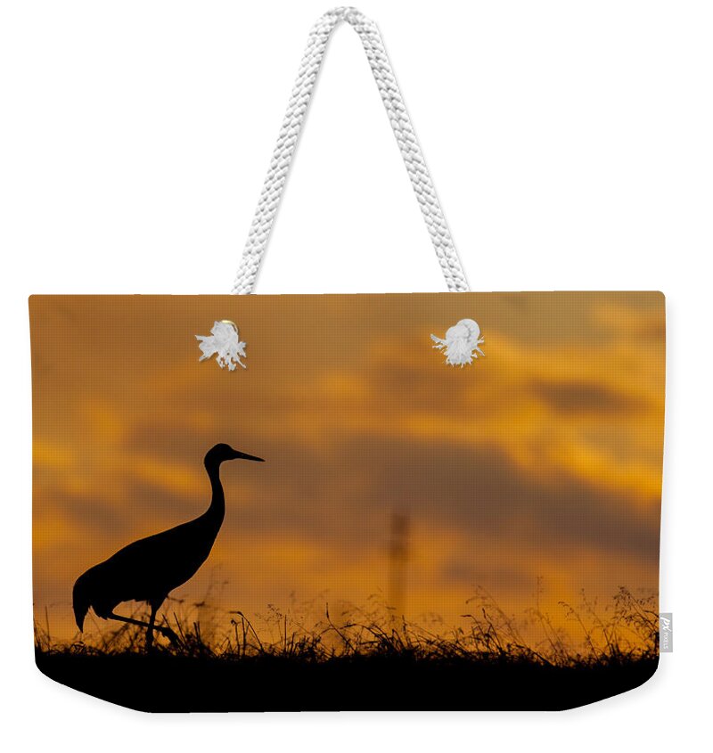 Big Horn Sheep Weekender Tote Bag featuring the photograph Sky Gold by Kevin Dietrich