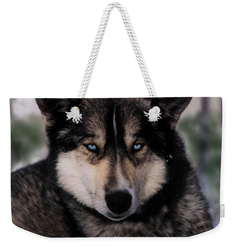 Sled Dog Weekender Tote Bag featuring the photograph Sled Dog Resting by Kae Cheatham